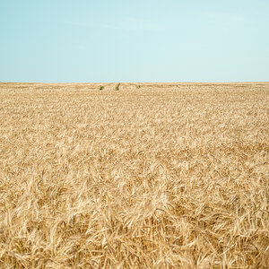 Kornfeld bis zum Horizont