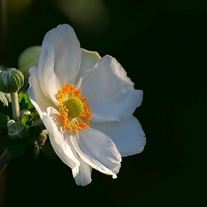 von der Knospe zur Blüte