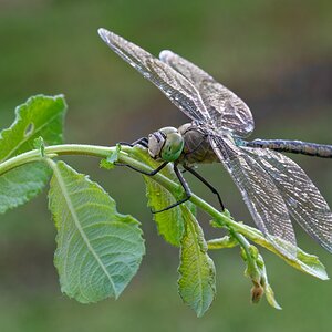 Libelle