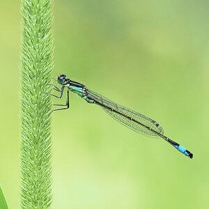 Große Pechlibelle (Ischnura elegans)