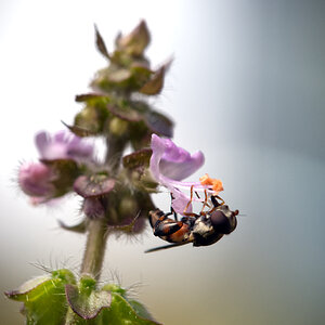 Schwebfliege an Basilikumblüte