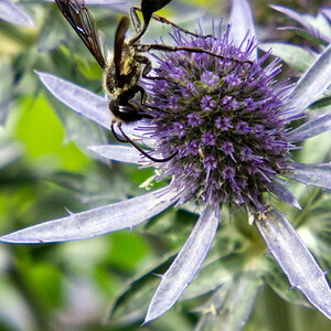 Stahlblauer Grillenjäger (Isodontia mexicana) an Flachblatt-Mannstreu