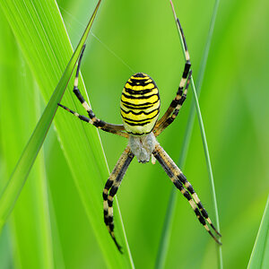 Wespenspinne (Argiope bruennichi)