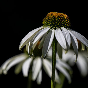 Echinacea