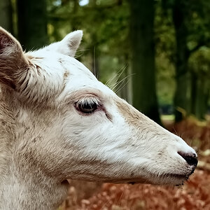 Portrait eines Dam-Tieres