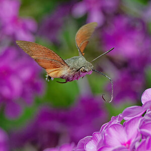 Taubenschwänzchen am Phlox