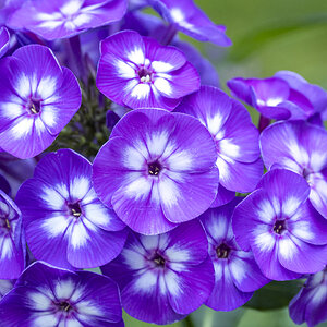 Phlox