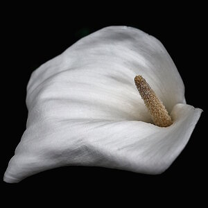 Calla