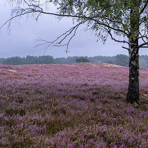 Nemitzer Heide