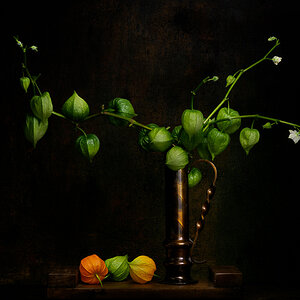 Physalis...