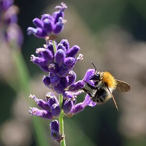 Lavendel lockt