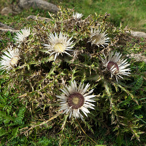 Silberdistel