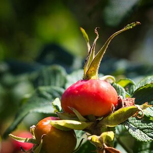 Der Herbst kommt