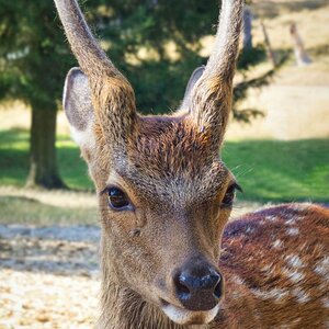 Junger Sikahirsch