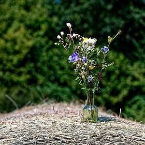 Letzter Gruß der Wiesenblumen..