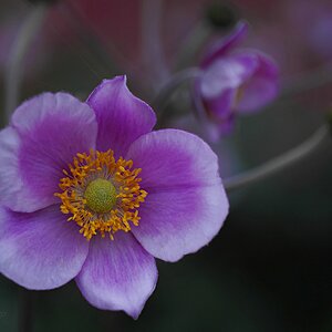 Herbst-Anemone