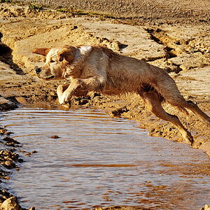 Hundehochweitsprung