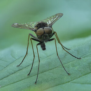 Kronenschnepfenfliege