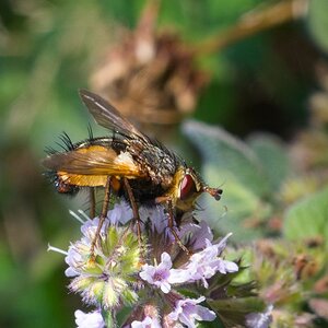 Kleine Igelfliege