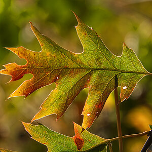 Der Herbst ist in Anmarsch