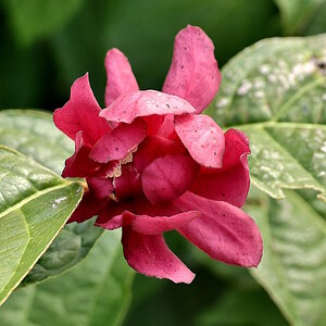 Sinocalycanthus raulstonii