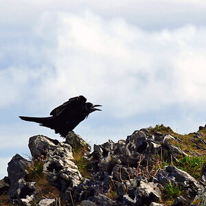 'Schatten' im Wind