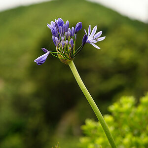 Agapanthus