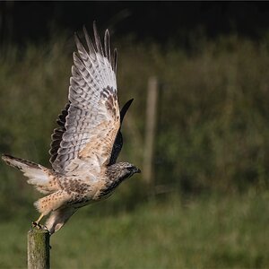 Bussard beim Abflug