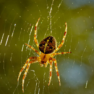 Superspinne im Abendlicht angepasst