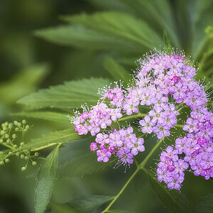 Spiraea japonica