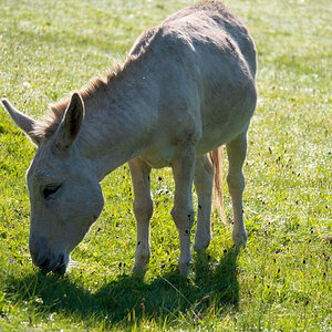 Lecker Schatten