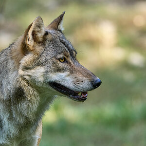 Wolf im Wildtierpark Bad Mergentheim