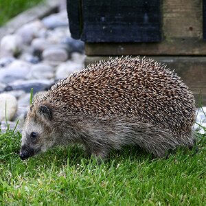 Braunbrustigel (Erinaceus europaeus)