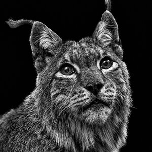 Luchs