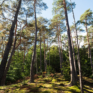 Waldblick in der Pfalz