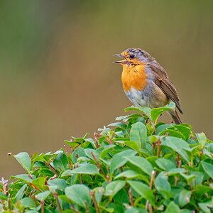 Rouge-gorge