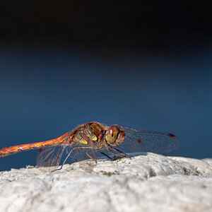 Herbstlibelle