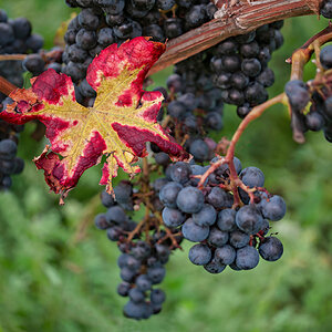 Herbstlich