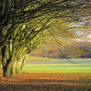 Herbst