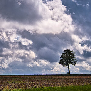 Baum ohne Autos