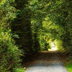 Spaziergang im Wald