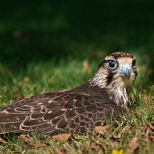 Ein Platz in der Sonne