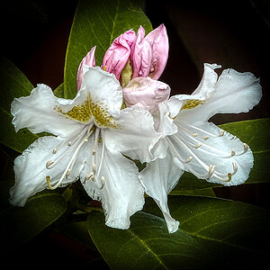 Rhododendron