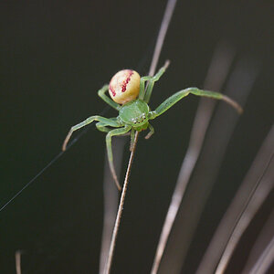 Dreieck-Krabbenspinne