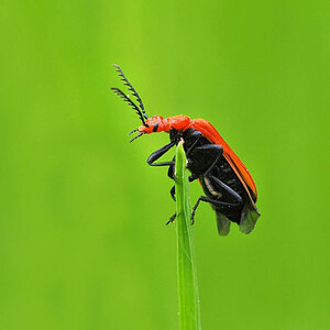 Rotköpfiger Feuerkäfer (Pyrochroa serraticornis)