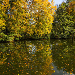 Laub am Teich