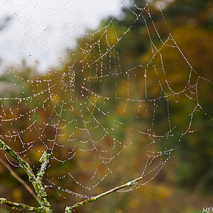 hk_241015_vorhin_am_waldrand.jpg