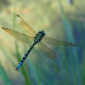 Mosaikjungfer (Aeshna cyanea)