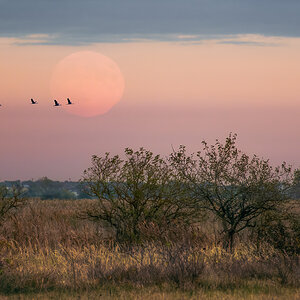 Kraniche bei Vollmond