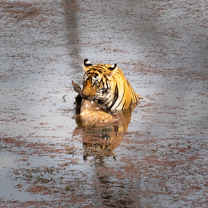 Ranthambore Nationalpark in Indien I.jpg